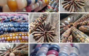 🌽 کشت ذرت رنگینکمانی در نصرآباد تربت جام برای نخستینبار 🌽 کشت ذرت رنگینکمانی در نصرآباد تربت جام برای نخستینبار